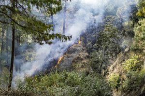 Wildfire Prevention in Bremerton, WA