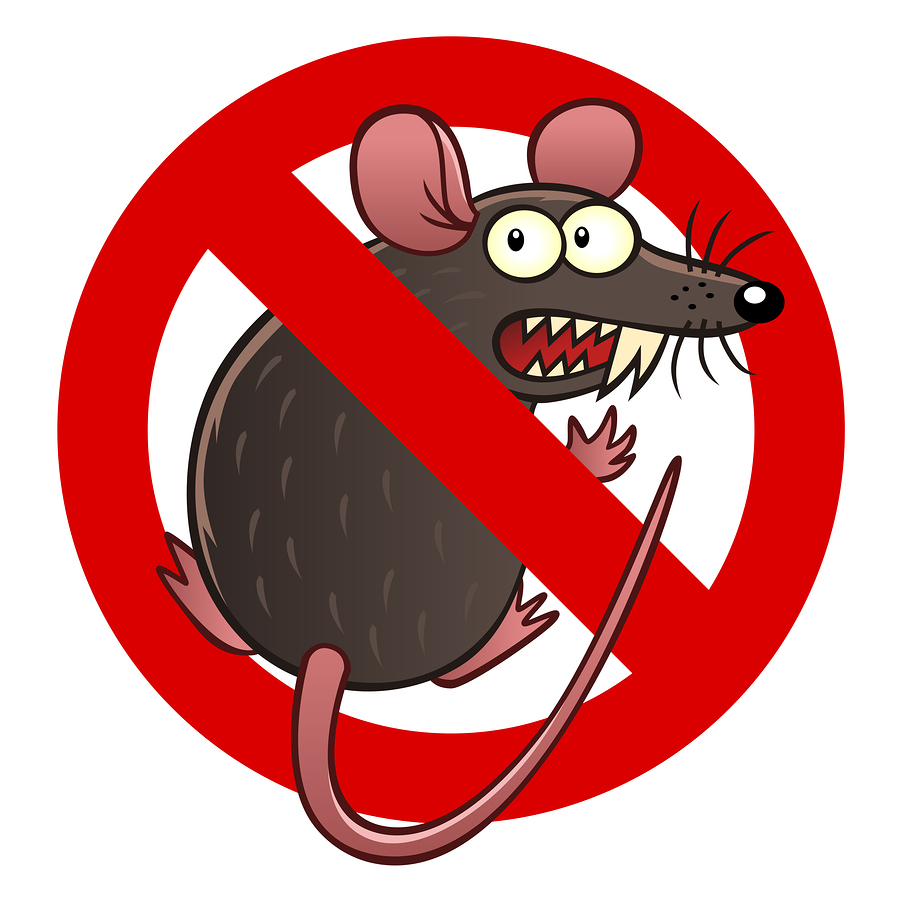 Rodent damage coverage for your car in Bremerton, WA