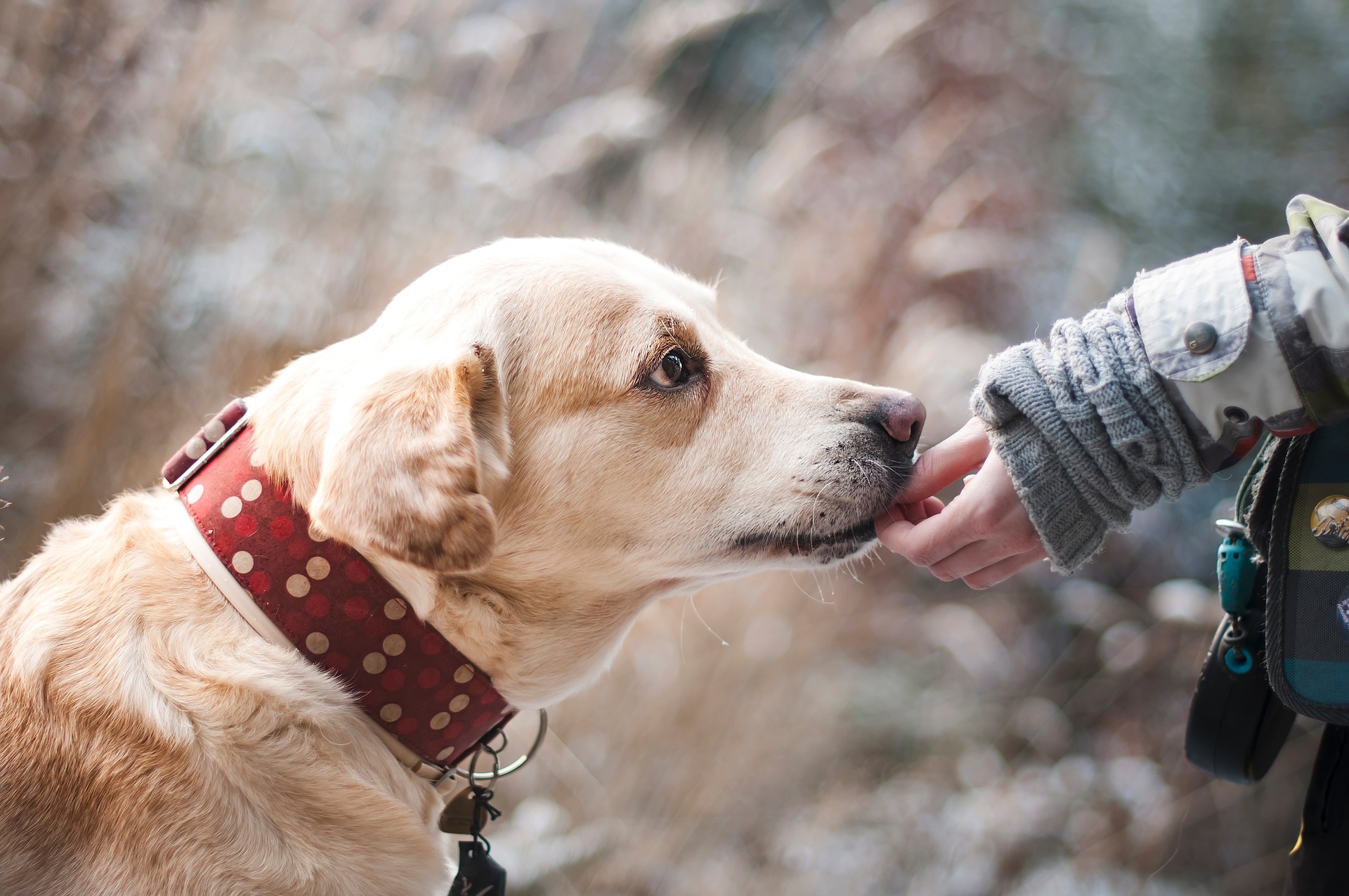 Liability Insurance for Dog Bite Claims Bremerton, WA